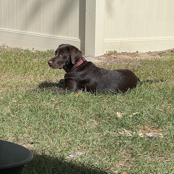 Meet your Posher, Tracie - Picture 2 of 9